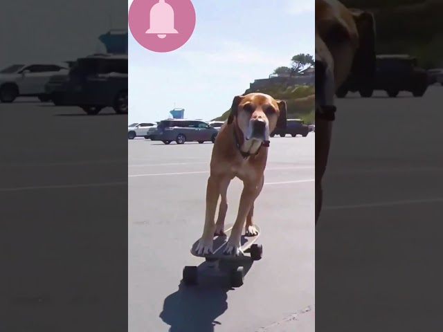 Bruno Testing his skating skills on the Road #shorts