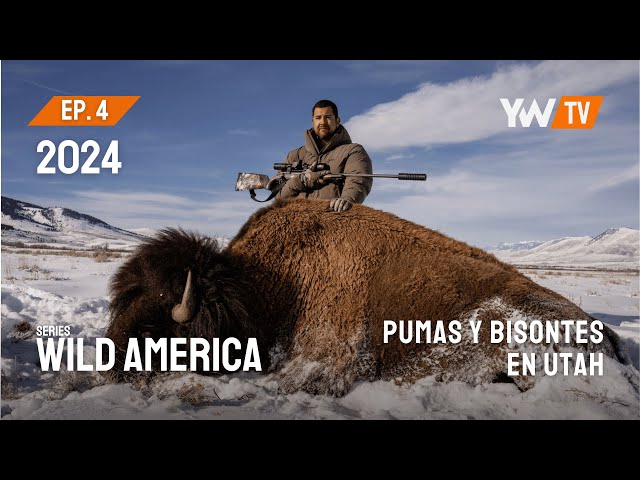 Caceria de Puma y Bisonte I Wild America Ep4