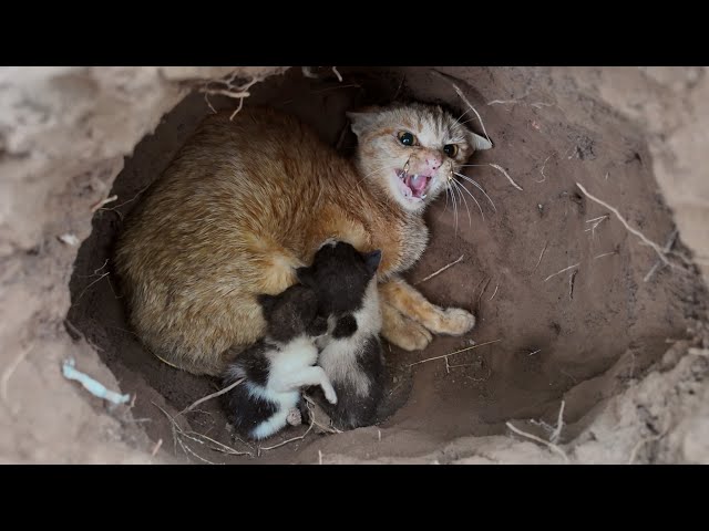 Mother Cat And Her Skinny Hungry Kittens in The Cave | angry when i touch until ... Animal Family