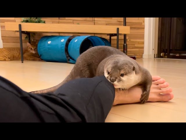 Finally, a strong hug otter