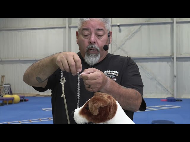 Hand Stacking Show Dogs with Eric Salas