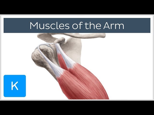 Muscles of the arm - Origin, Insertion & Innervation -  Human Anatomy | Kenhub