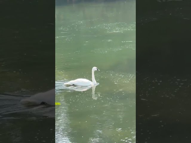 Peaceful Video.  Ducks and Swan on the Deschutes River.