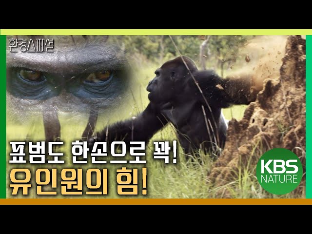 표범도 한손으로 꽉! 유인원의 힘! [야생여정-유인원의 숲] / KBS 20181027 방송