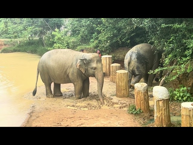 Celebrated my birthday by visiting the  Elephant Jungle Sanctuary in Phuket