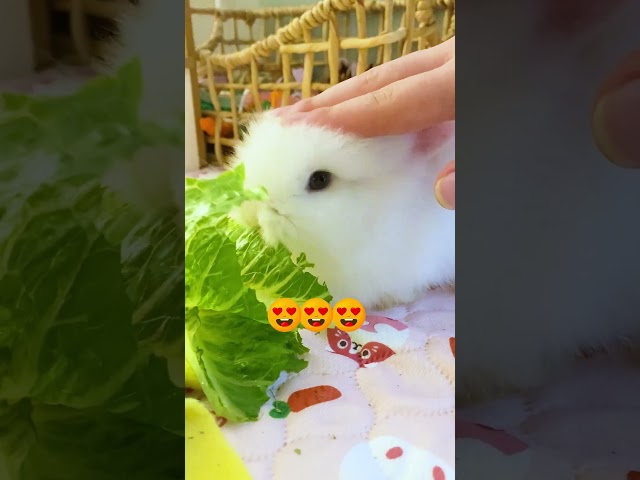 Share this with someone who gives you food and love!🥰🥰🥘🥘#cutebabyfunny  #bunny #rabbit#love #cute