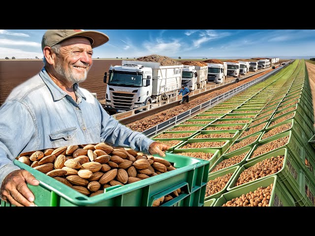 How American Farmers Actually earn $5.6 Billion from ALMOND Farm - Harvesting and Processing