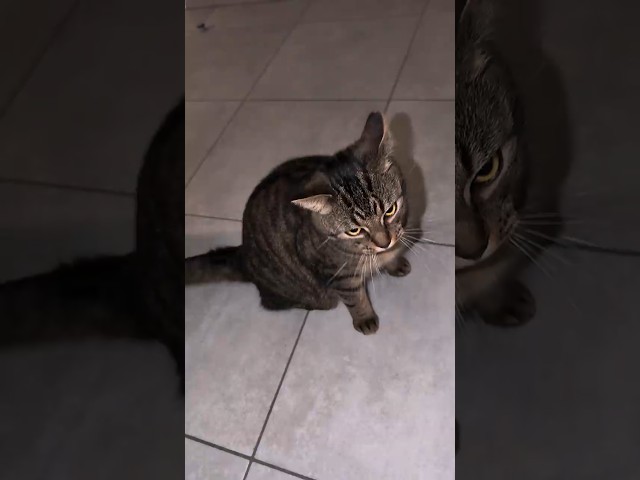 My cat can learn tricks 😅 #cute #cats #funnycats