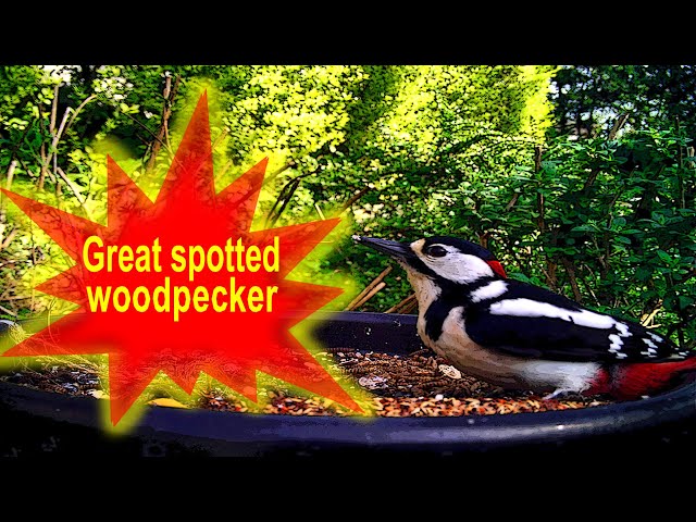 Tips for the great spotted woodpecker 💥