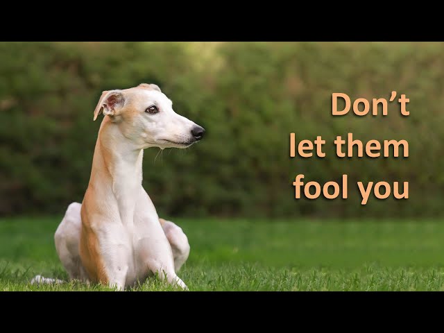 7 Reasons You Should NOT Get A Whippet