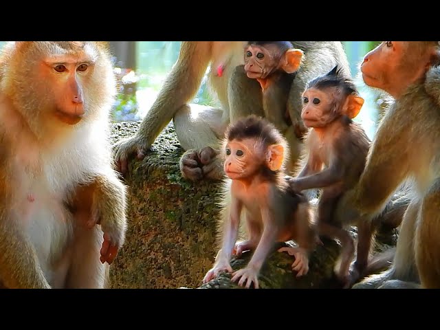 Documentary, Look Amazing Monkey Wild, Best Moments Monkey In Wild Animal Planet And Nat Geo Nature