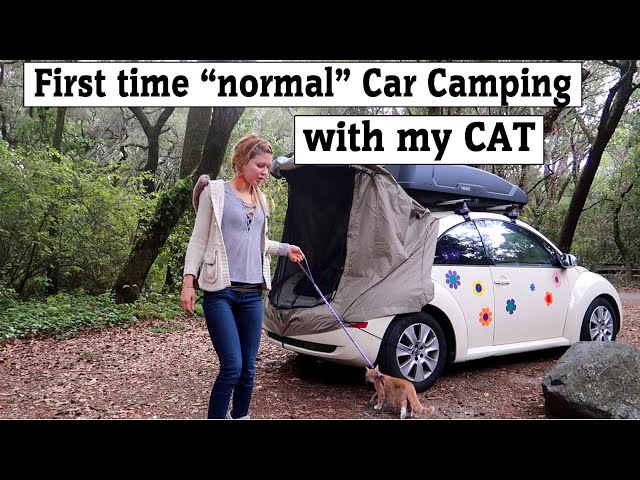 First Time "Normal" Car CAMPING with my CAT