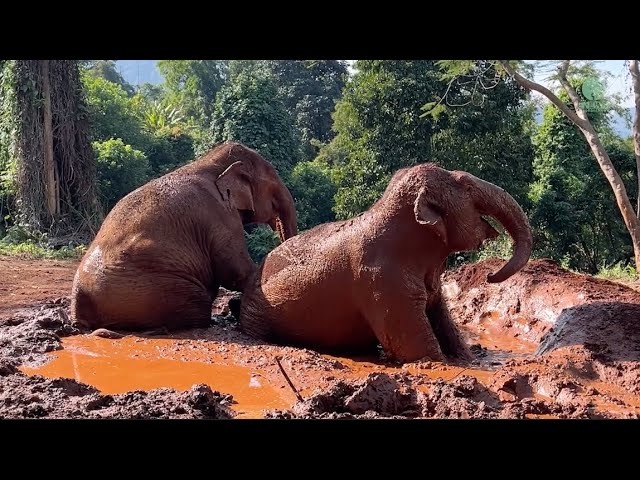 Elephants Love Mud! - ElephantNews