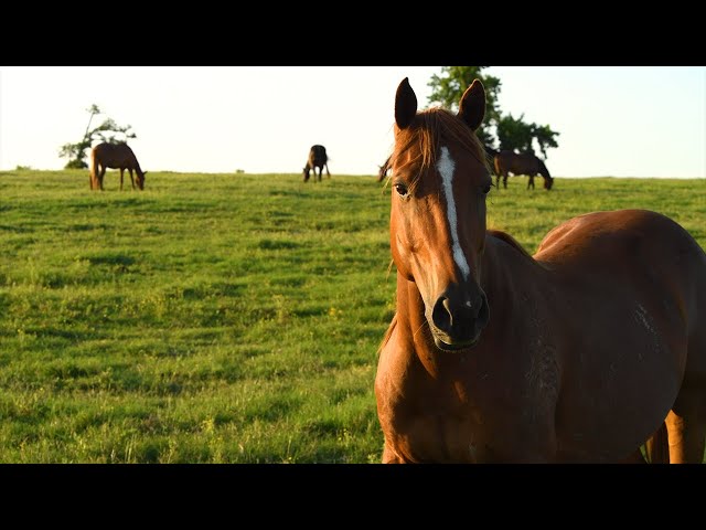 Abused horse finds peace in sanctuary