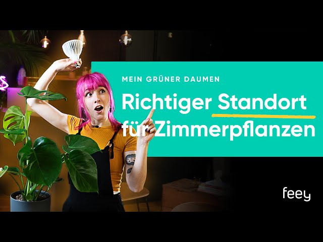 Standort und Licht für deine Pflanzen ☀️ ⛅ ☁️ | feey