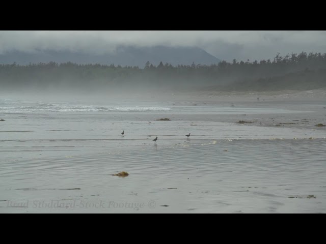 CA002 Long Beach Sandpipers - Vancouver Island BC, CA. preview