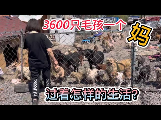 3600 Furry Kids and One Mother on Mothers Day #Dog #DogRescueInChina