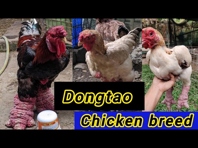 Dong tao chicken Vietnam| Dongtao chicken breed | dongtao chicken in Pakistan