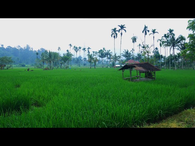 TIGO VILLAGE | One Day Trip | West Sumatra Villages | Lubuk Sikaping, Pasaman Regency