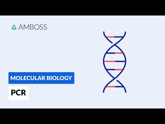 Polymerase Chain Reaction (PCR): DNA Amplification