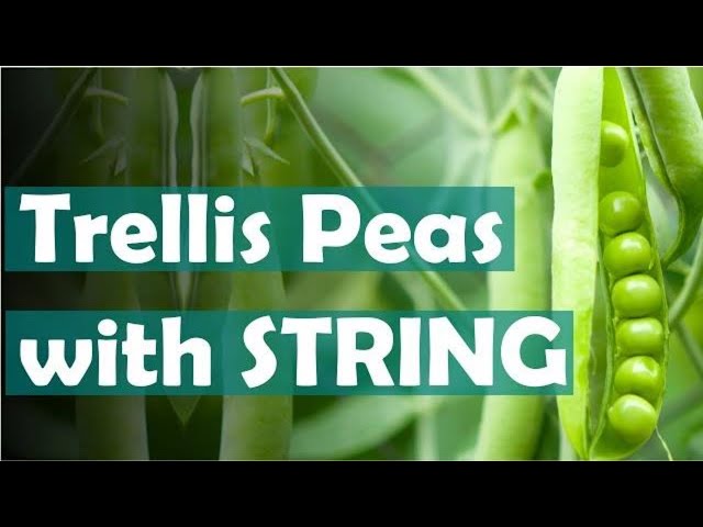 How to trellis peas with string