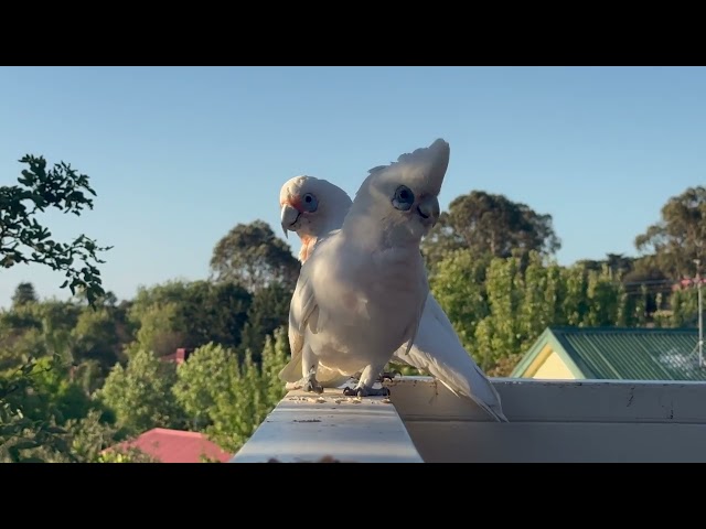 Corella Cockatoos Sounds | The Blue Eyed Noisy Australian Cockatoo!