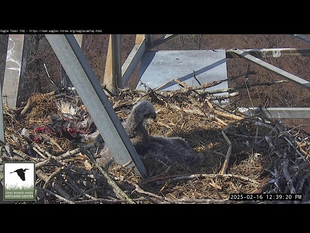 Eagle Tower Camera at the John Bunker Sands Wetland Center, Combine, Texas