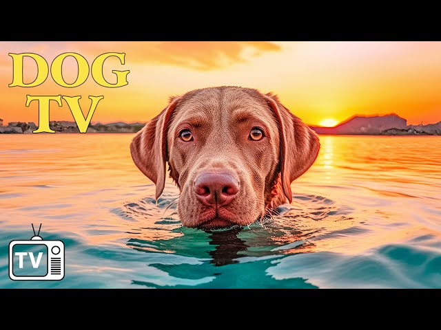 DOG TV: Ultimate Anti-Anxiety Solution for Dogs Home Alone - Video Entertainment for Dog & Dog Music