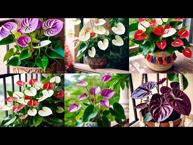 Top indoor house plants#home #decor#indoorplants#gardening #trending#viralvideo #shorts#landscaping