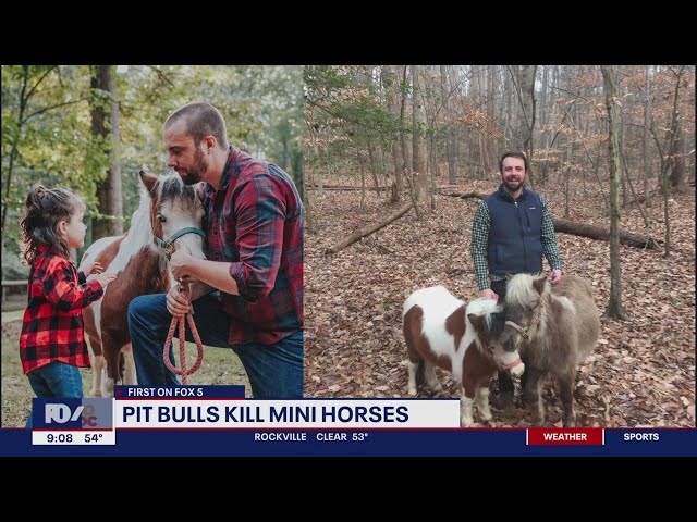 Pit bulls jump fence, kill 2 miniature horses in Charles County | FOX 5 DC