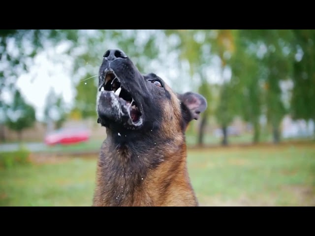 ANIMAL PLANET TV- Basic Dog Training – TOP 10 Essential Commands Every Dog Should Know!