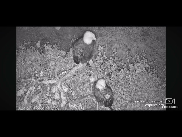 West End Bald Eagles 01/18/2025 05:56