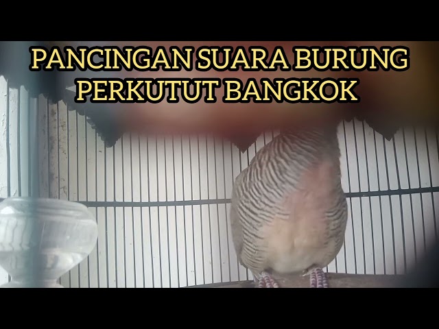 PANCINGAN SUARA BURUNG PERKUTUT BANGKOK MANGGUNG GACOR