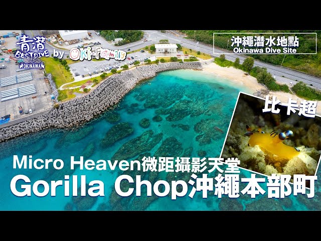 【#沖繩潛點 Okinawa Dive site】Gorilla Chop *UPDATE |  #微距攝影天堂 #microphotography  #比卡超 #海兔 (合任何程度活動)