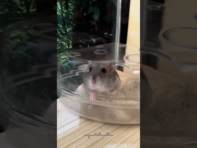 Sand Bath | Winter White Hamster #CM_o8o1