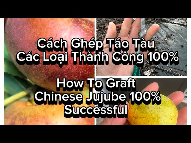 Chia Sẻ Cách Ghép Táo Tàu Thành Công 100%. How To Graft Chinese Jujube 100% Success Rate.