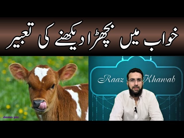 Khwab mein Bachra Dekhne ki Tabeer || Seeing Calf in Dream || Raaz e Khawab || Urdu/Hindi