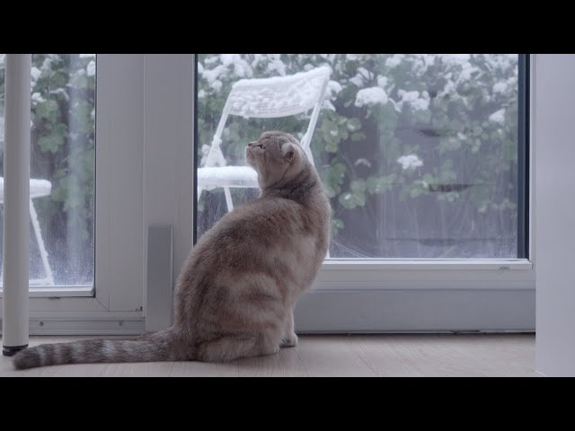 Cats' beautiful memories of the first snow