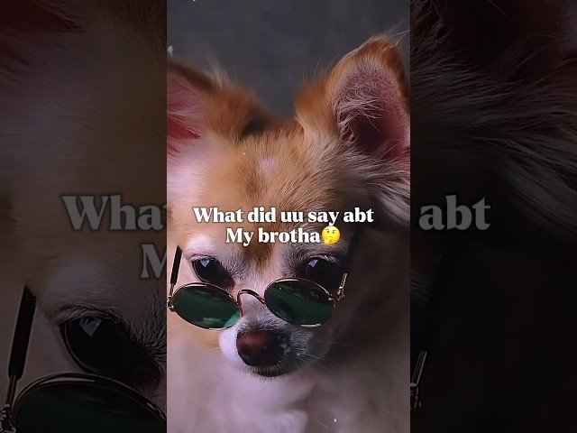 I Always Wanted a Brother Just Like You… 😂🐶 | Mufasa Film #fyp #dogsoftiktok #memes #pets  #shorts