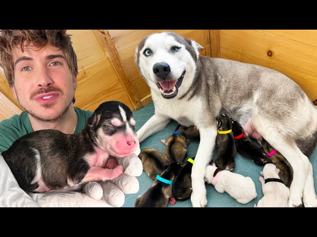 Pregnant Husky Gives Birth To Many Puppies! | Rescue Tale