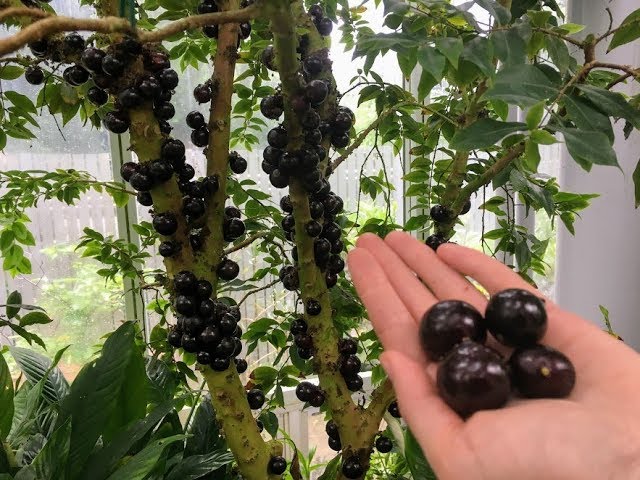 Incredible Find! Mature JABOTICABA!!!