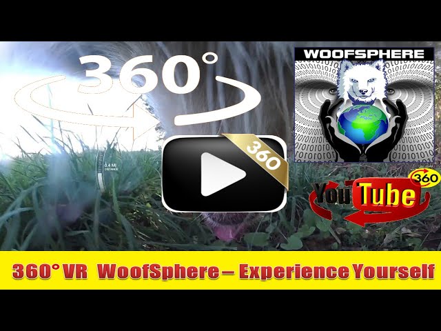 360 Videos | VR | Virtual Reality | WooFSphere | Husky Dog Free-Ranging Part 1 in 360