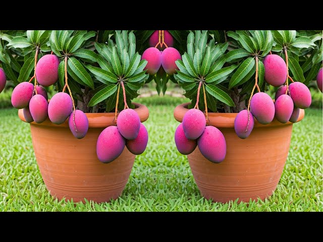 LIVE🔴🌿How to Grow a Mango Tree Faster at Home (Expert Tips) #livestream #live