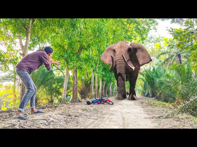 Elephant Attack On Cycling Boy In Forest Road | Elephant Attack Fun Made Video Part 44