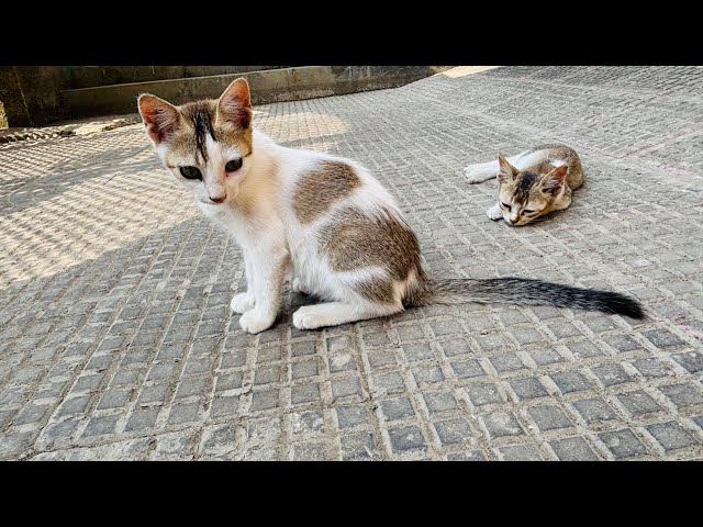 OMG 😱 they are fighting 🌸🐈 #viralvideo #cat #katten #catlover