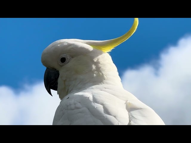 Melbourne's Feathered Celebrities: Keeping Up with the Cockatoos! Local NEWS!