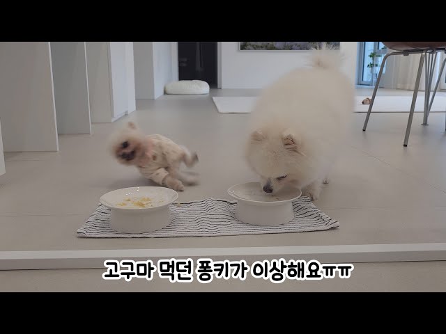 간식 먹다 갑자기 기절한 퐁키ㅠㅠ 내 강아지를 위해 해줄 수 있는 것