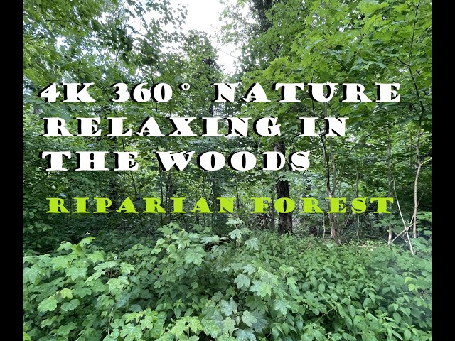 4K 360° Nature Relaxing in the Woods. Start your weekend with a VR break in the Riparian Forest