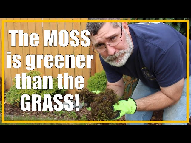 KILL the Moss in your Lawn! | Easy Removal in just a FEW days! | 2021/27