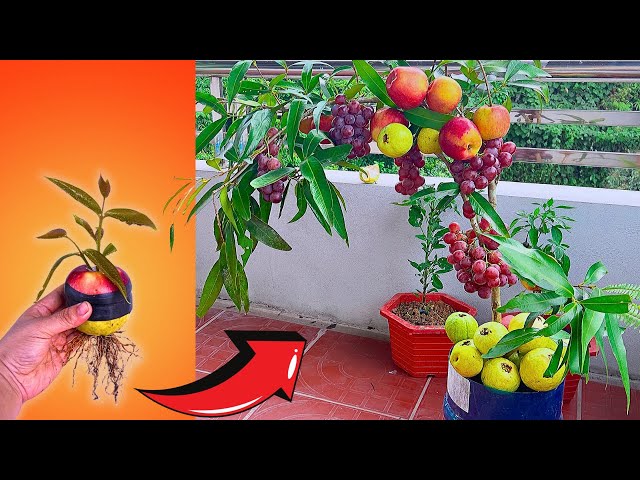 100%. Growing Guava And Apple Trees And Vine With Great Technique | How to grow strange